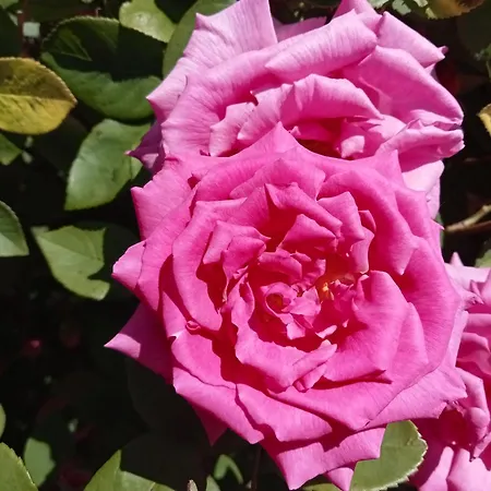 L' Art Champ Beau فندق مبيت وإفطار *